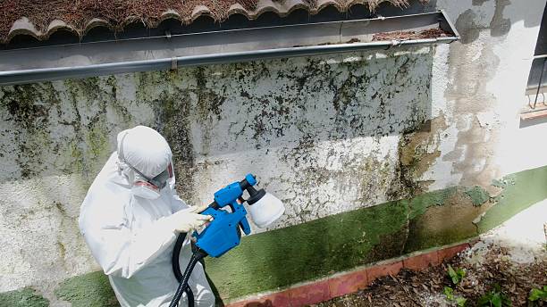 Top rated local Mold Remediation specialists in Pembroke Pines, FL